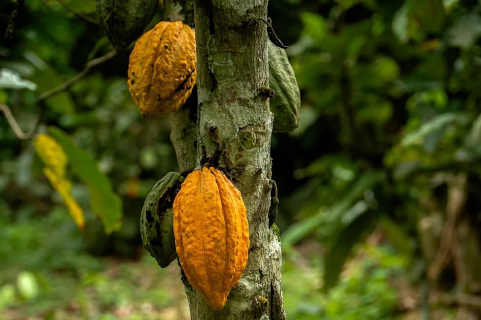 Cacao Rush in Grand Gedeh: Rapid Forest Conversion Since 2020