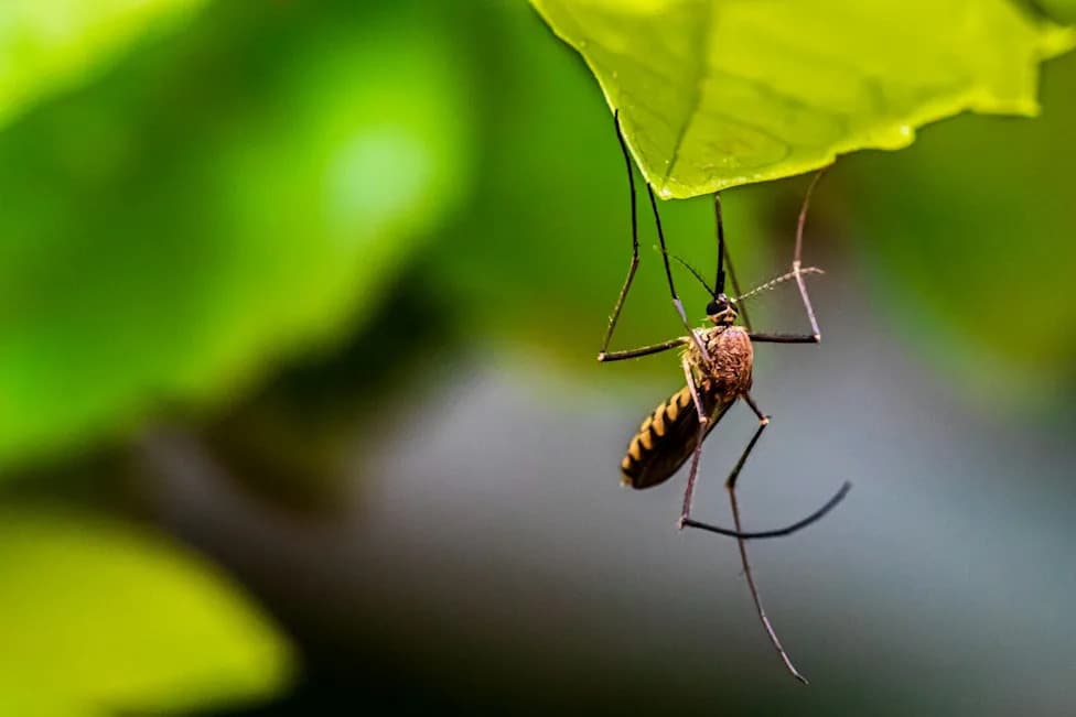 How Climate Change Is Lengthening Mosquito Season: Top 10 U.S. Cities Most Affected