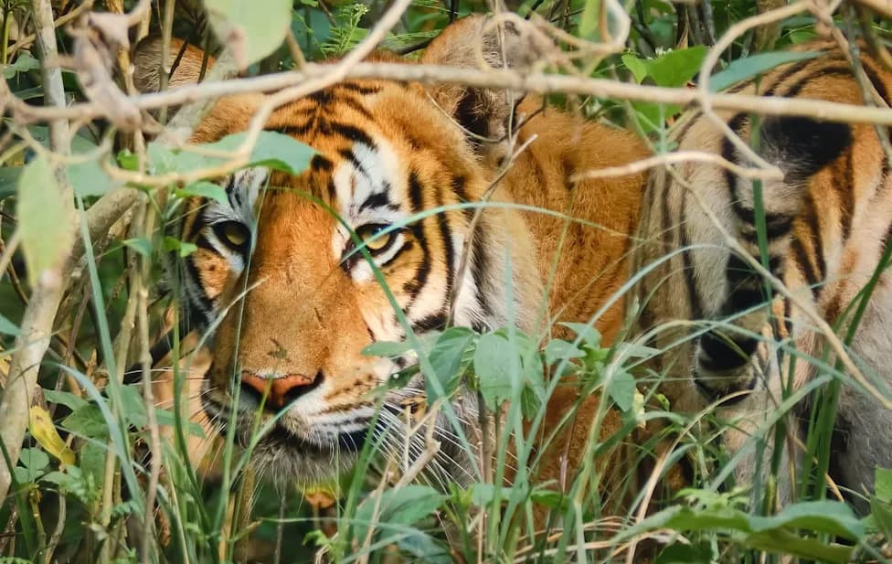 Nepal’s Tiger Recovery Hits 429 — Gains Uneven, Sparking New Conflict at Park Edges