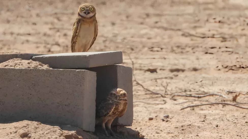 Solar Farm Becomes Surprising Burrowing Owl Nursery After Development Displacement