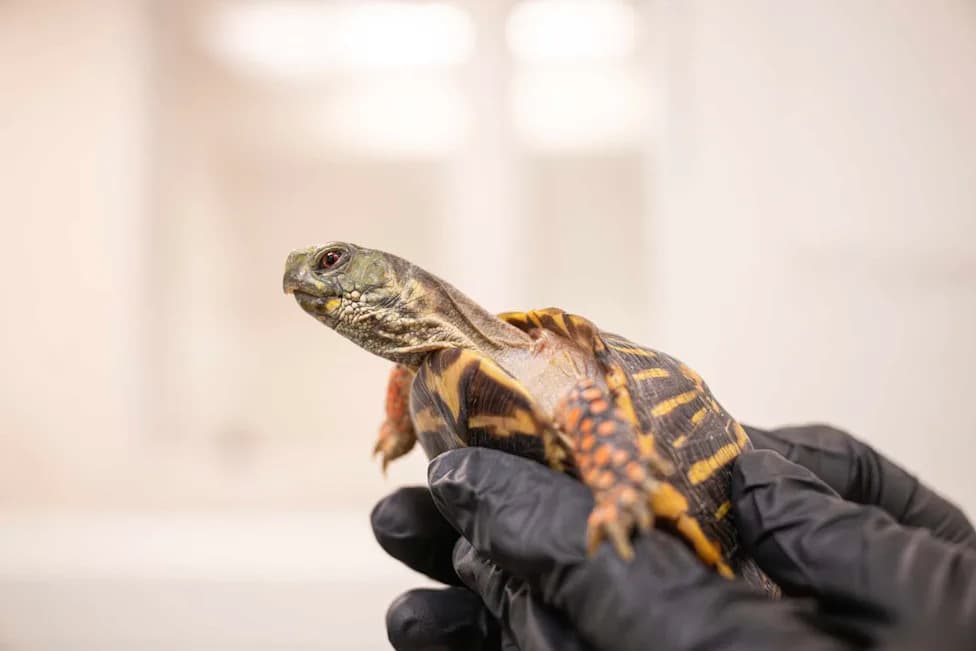 Turtles Smuggled in Socks and Labeled 'Plastic Toys' — Rescued, Rehabilitated and Returned to the Wild