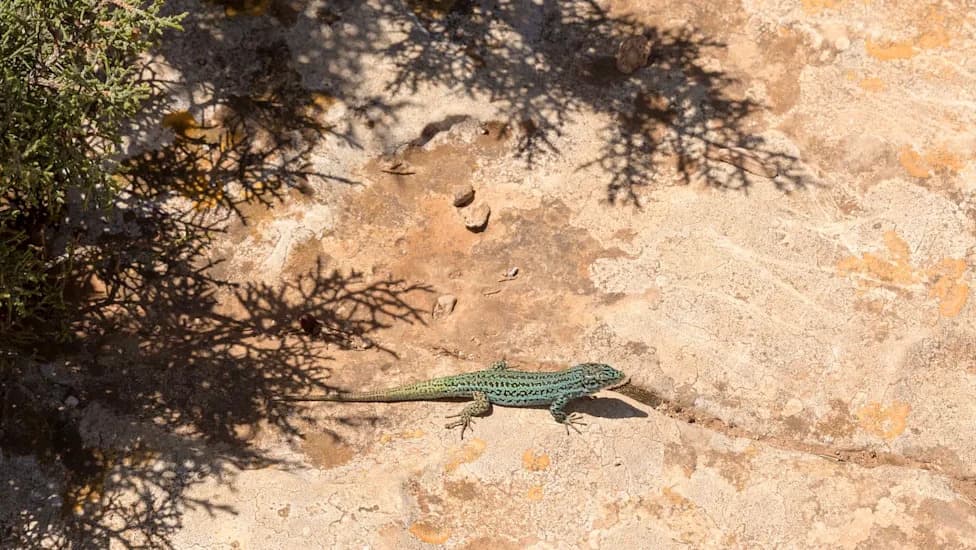 Racing Against Snakes: Scientists Rush To Catalog Ibiza’s 'Rainbow' Lizards Before They Disappear