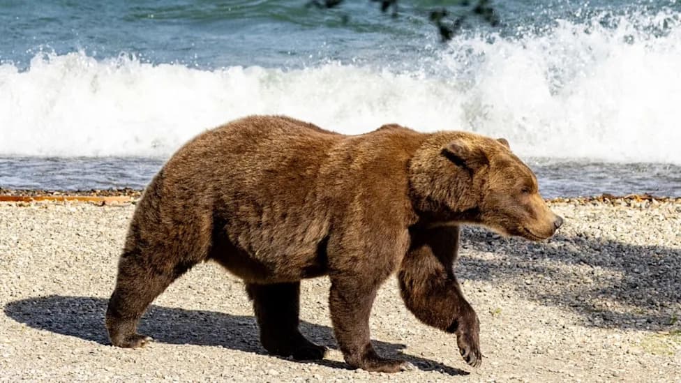Rare Adoptive Mother Bear #910 Could Be a Dark Horse in Fat Bear Week 2026