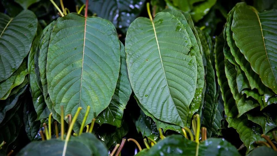 US Moves to Temporarily Classify Potent Kratom-Derivatives as Schedule I Amid Rising Dependence