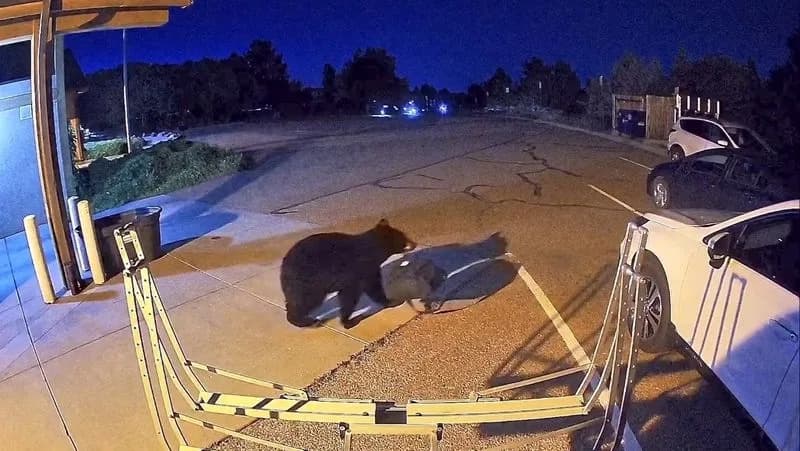 Hungry Bears Invade Homes and Shops Across U.S. West as Drought Drives Record Encounters
