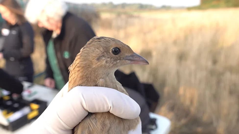 Yorkshire Hopes for Corncrake Comeback After 148 Chicks Released