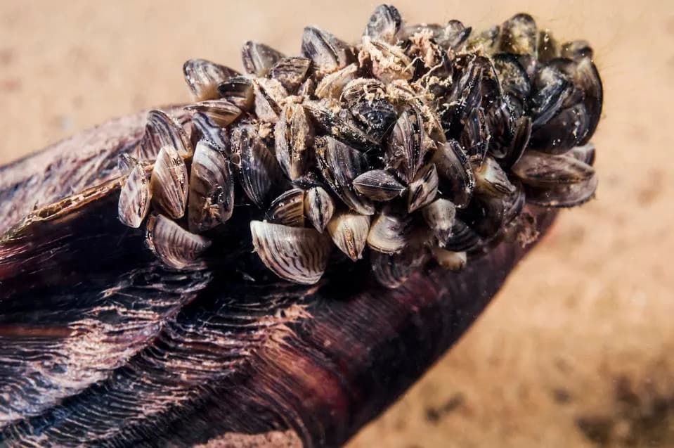 AquaSale: New Nationwide Database Helps E-Commerce Users Stop Costly Aquatic Invasions