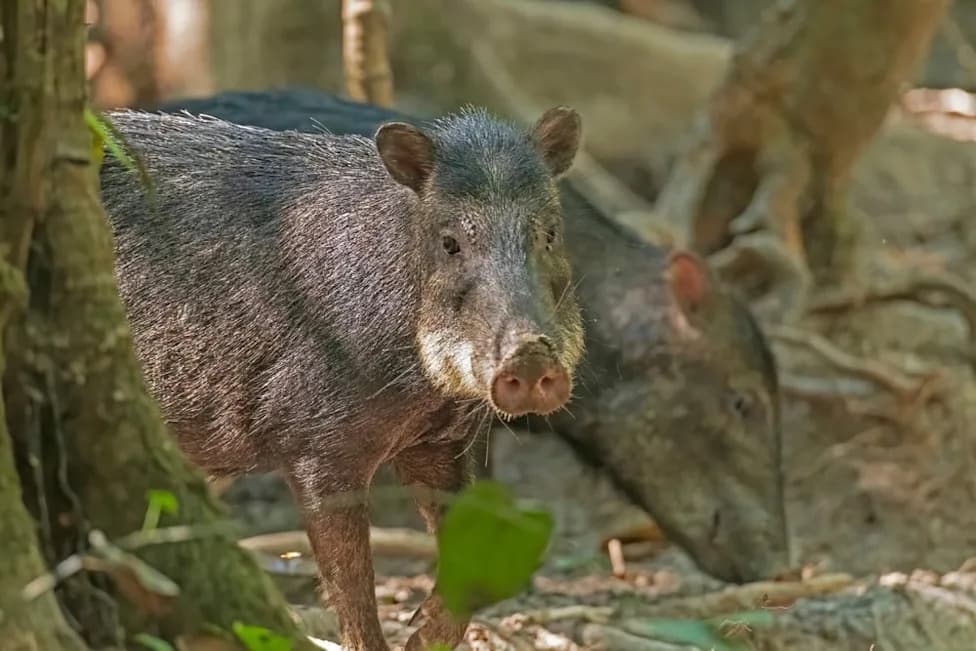 How Large Mammals Improve Tropical Soil Health — Findings From a 14‑Year Brazilian Study