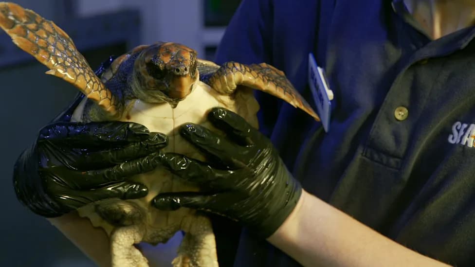 Three Rehabilitated Loggerhead Turtles Flown To Azores For Release