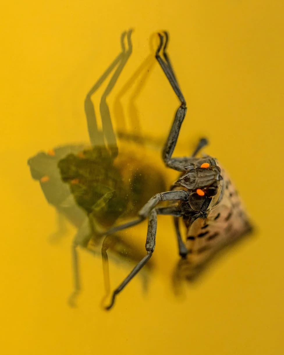Milkweed: An Unexpected Ally That Kills Spotted Lanternflies