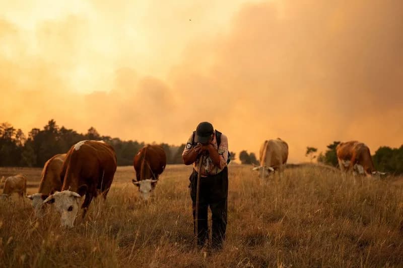 Serbia's Scorched Dunes: Foresters Weigh Replanting vs Long-Term Fire Resilience