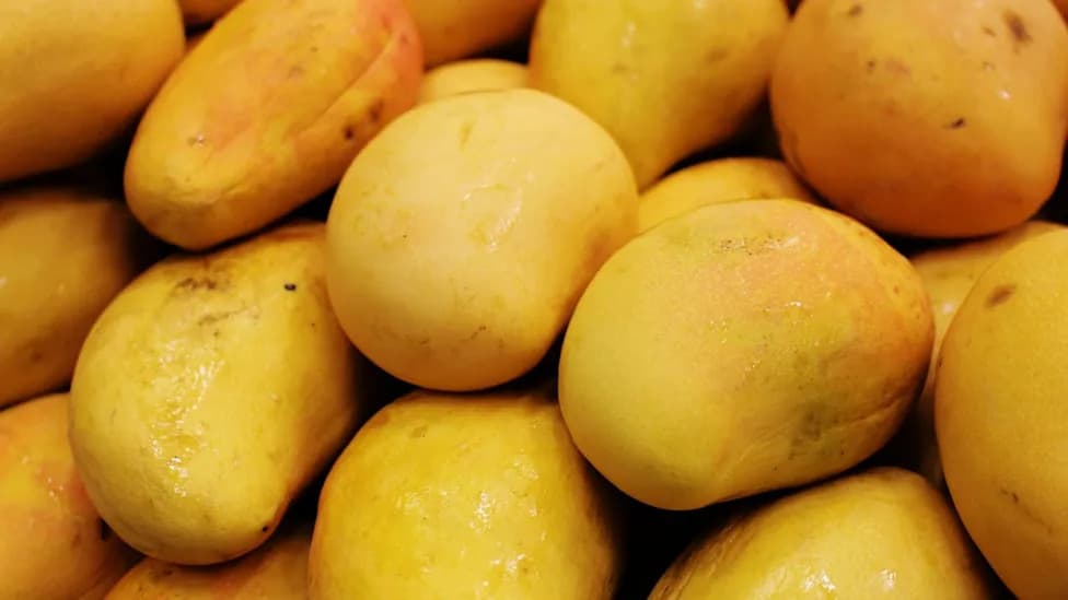 Urgent Recall: Panorama Produce Pulls Martina-Branded Mangoes Sold at Walmart Over Salmonella Risk