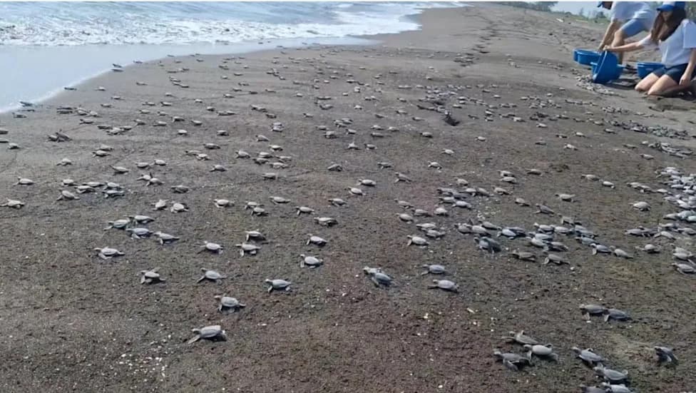 3,200–3,500 Baby Sea Turtles Released From Veracruz Beach After Months Of Nighttime Patrols