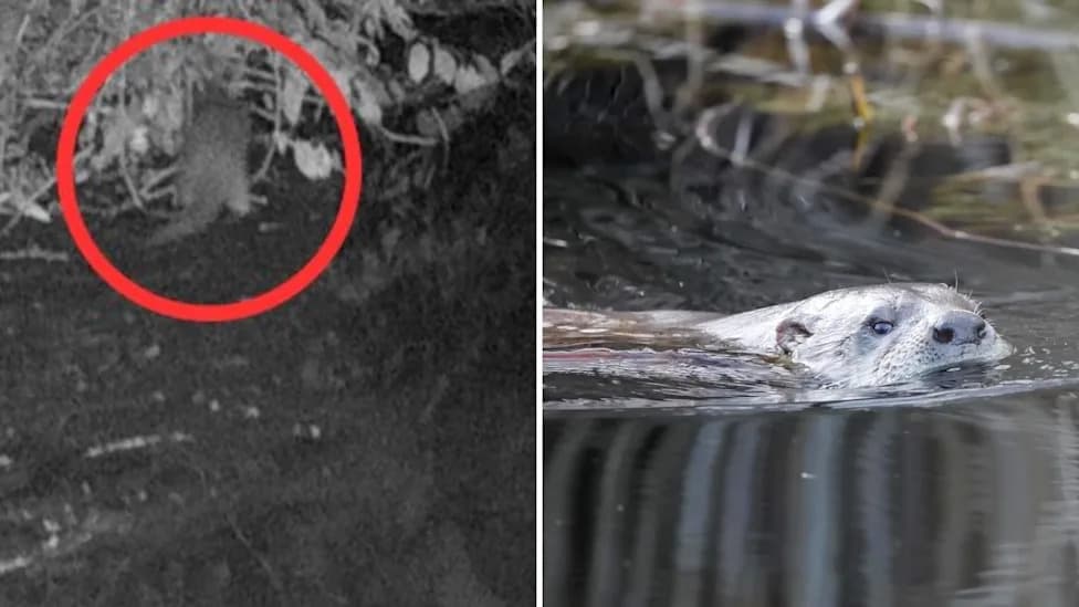 Wild River Otter Spotted in Bronx River — First Confirmed Sighting in Nearly 100 Years