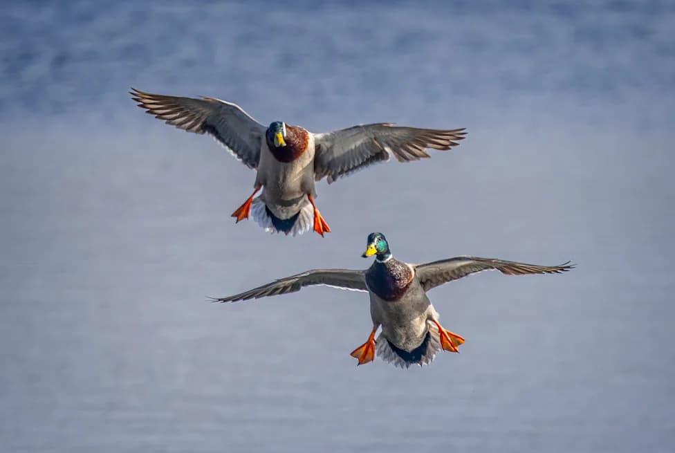 USFWS Survey: Mallards, Pintails and Teal Down as Breeding Ducks Shift North