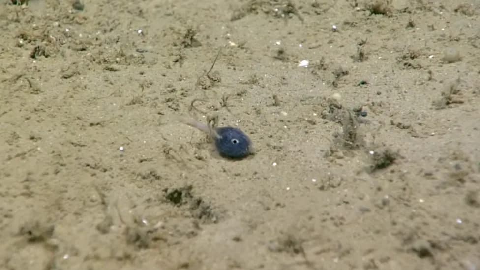 NOAA Spots an 'Outrageously Tiny' Deep-Sea Fish — Just 5 mm Long