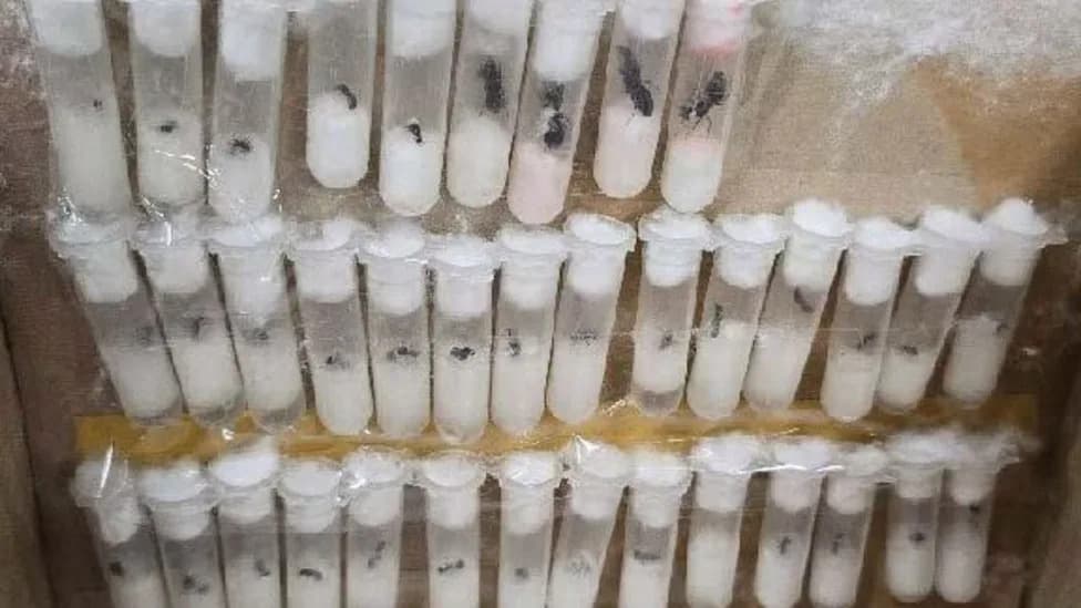 CBP Intercepts 37 Tubes Of Live Ants Hidden Under False Bottom In Miami 'Gift' Shipment