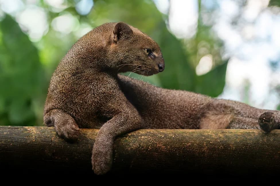 Jaguarundi Reclassified As Near Threatened — A Visible Cat That’s Far Rarer Than It Looks