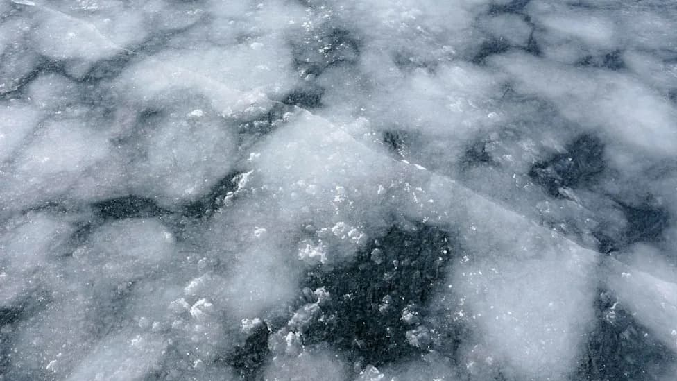 Narwhals Reveal Warm Atlantic Water Encroaching on Greenland Glaciers — A Red Flag for Ice Melt