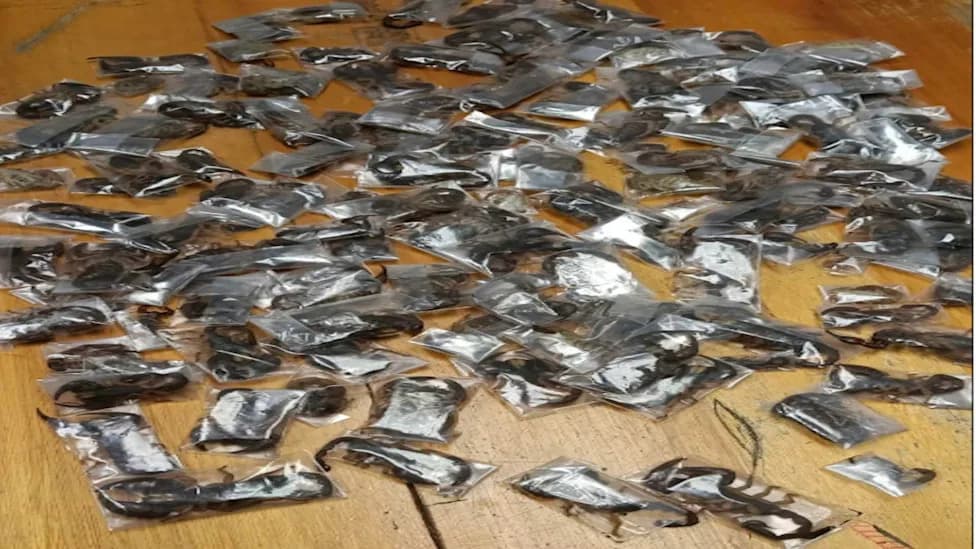 150 Venomous Scorpions Found in Suitcase — Man Arrested at Cape Town Airport