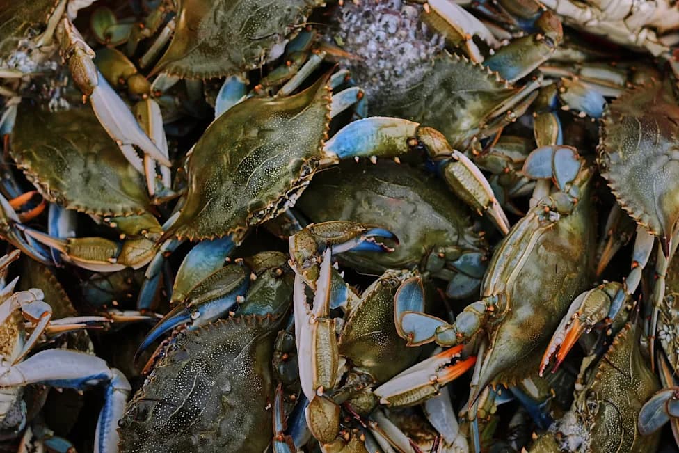 Po Delta Fishers Turn Invasive Blue Crab From Burn Piles Into a €20M Export Opportunity