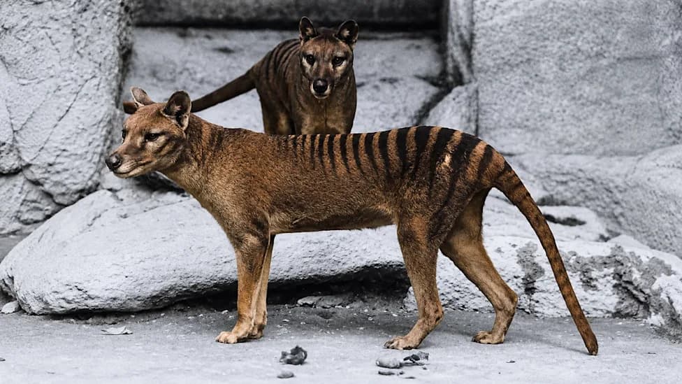 New Study Upends Century-Old View of the Tasmanian Tiger’s Hunting Style