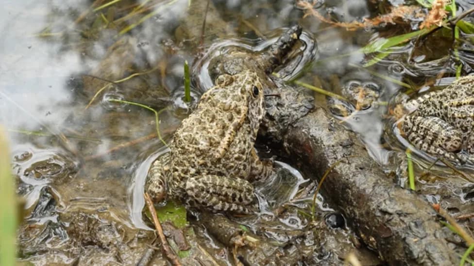 Mississippi Couple Hosts Nearly 500 Endangered Dusky Gopher Frogs After 20-Year Habitat Restoration