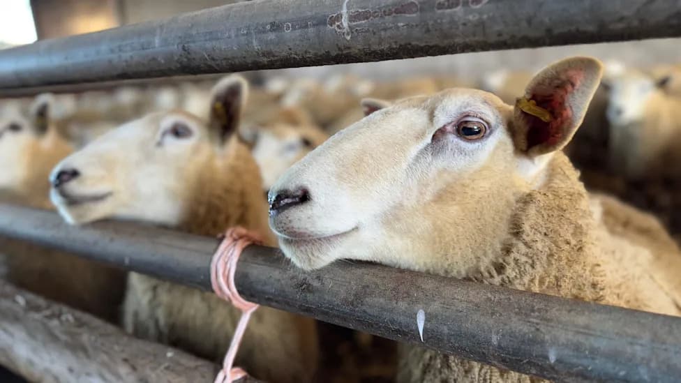 Bluetongue Outbreak Spreads Across West Midlands — Farmers Urged to Vaccinate