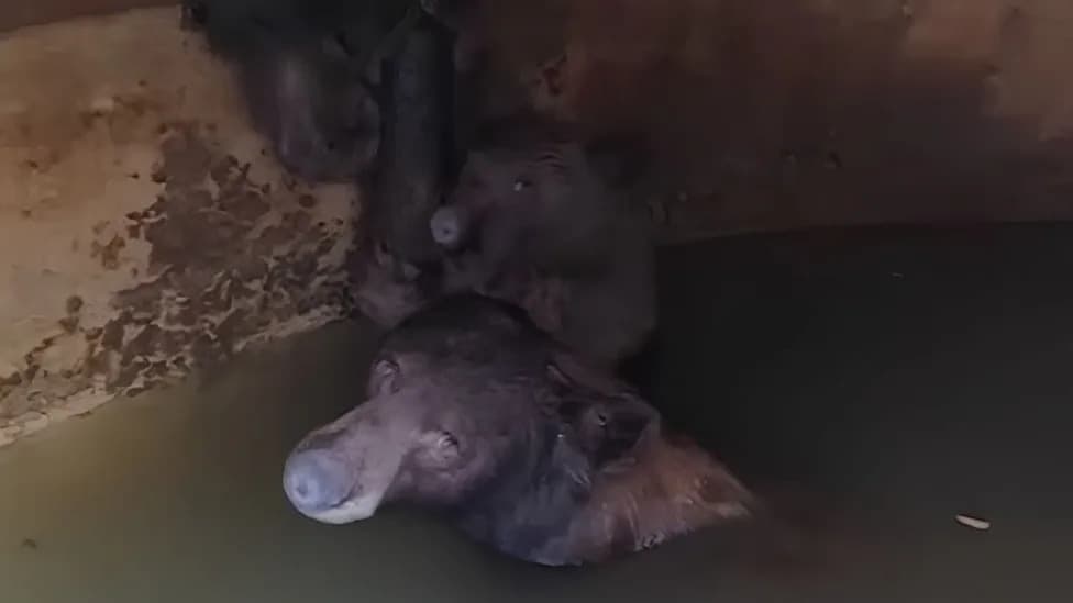 Mother Bear and Two Cubs Rescued From California Water Cistern Near Claremont Wilderness Park
