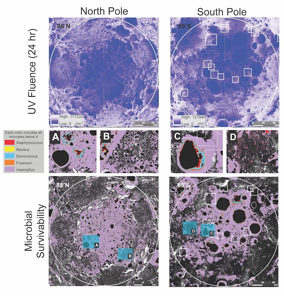 Microbes Could Survive on the Moon: Polar Shadows May Shelter Human-Associated Fungi for Days