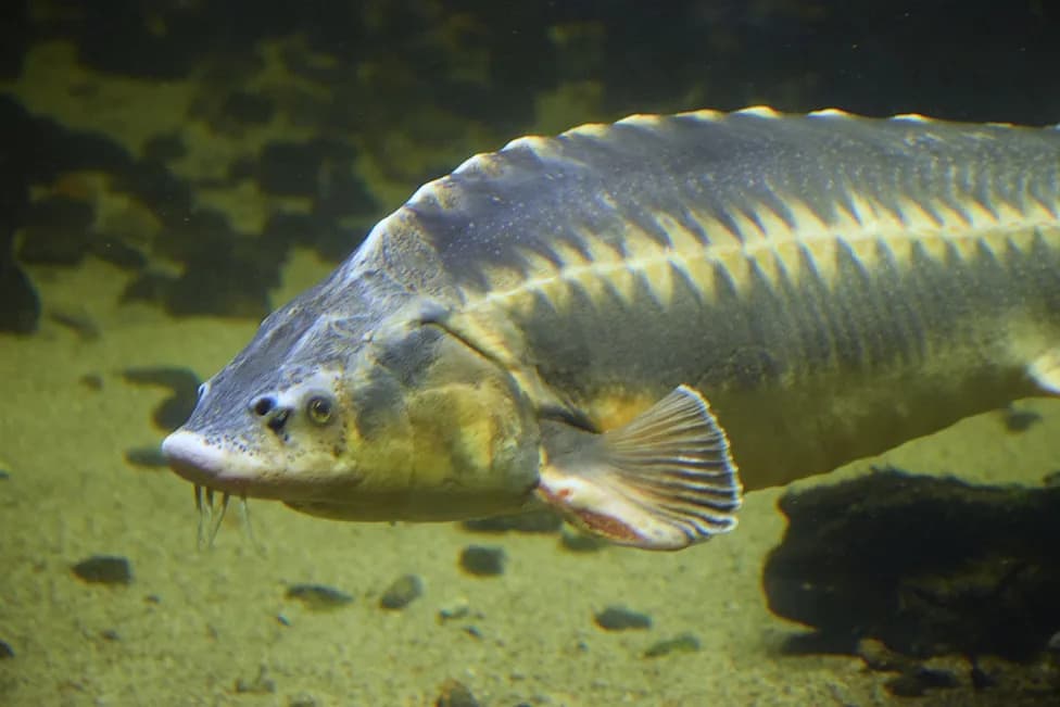 Study Suggests Lake Sturgeon May Live 200–400+ Years — Possibly Older Than the United States