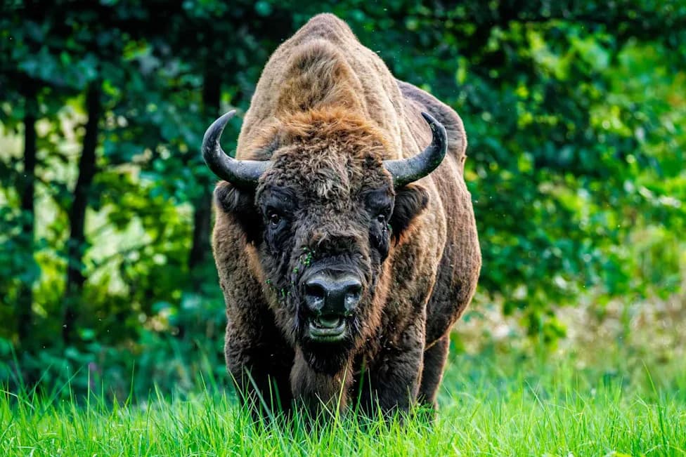 After 6,000 Years, European Bison Roam Britain Again — A Rewilding Milestone