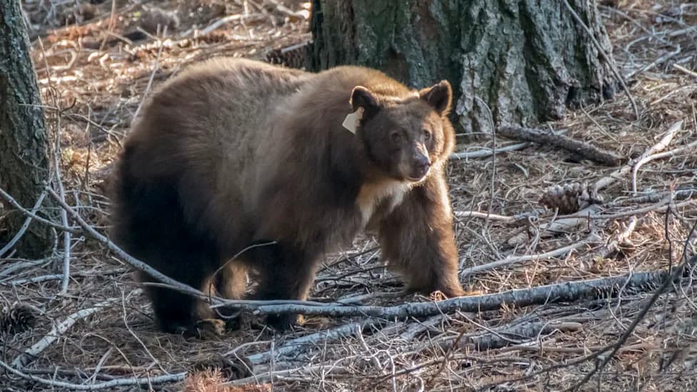 Warmer Winters May Not Fully Reset Black Bear Hibernation — Daylight Also Matters, Virginia Study Finds