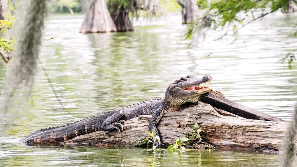 Louisiana Opens 5,000-Slot Lottery For First Recreational Alligator Hunt Since 1962