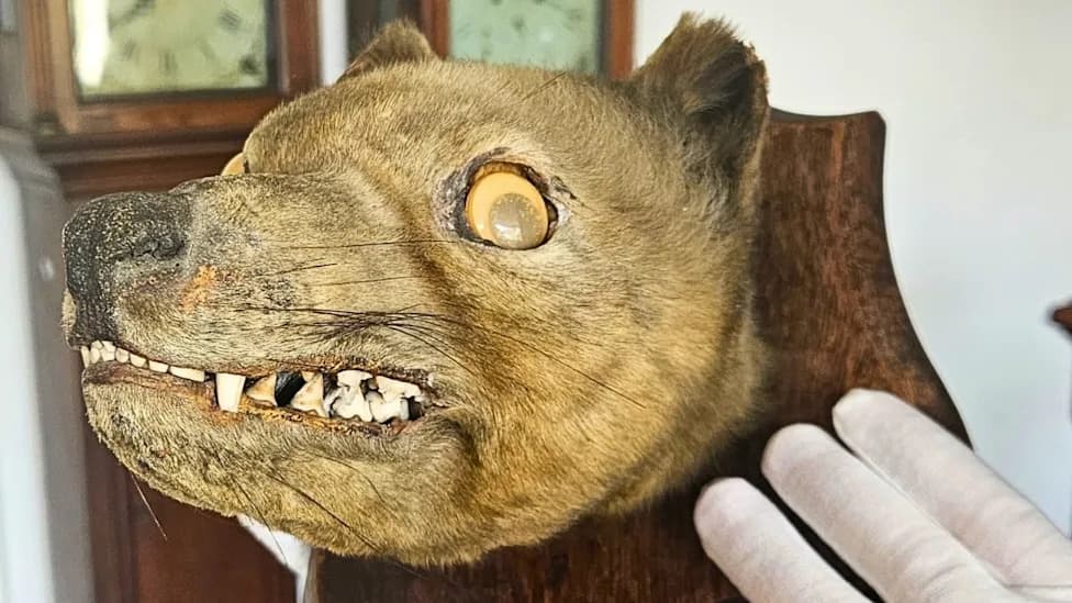 £50 'Fox' Head Revealed As Extinct Tasmanian Tiger — Sells For £62,600
