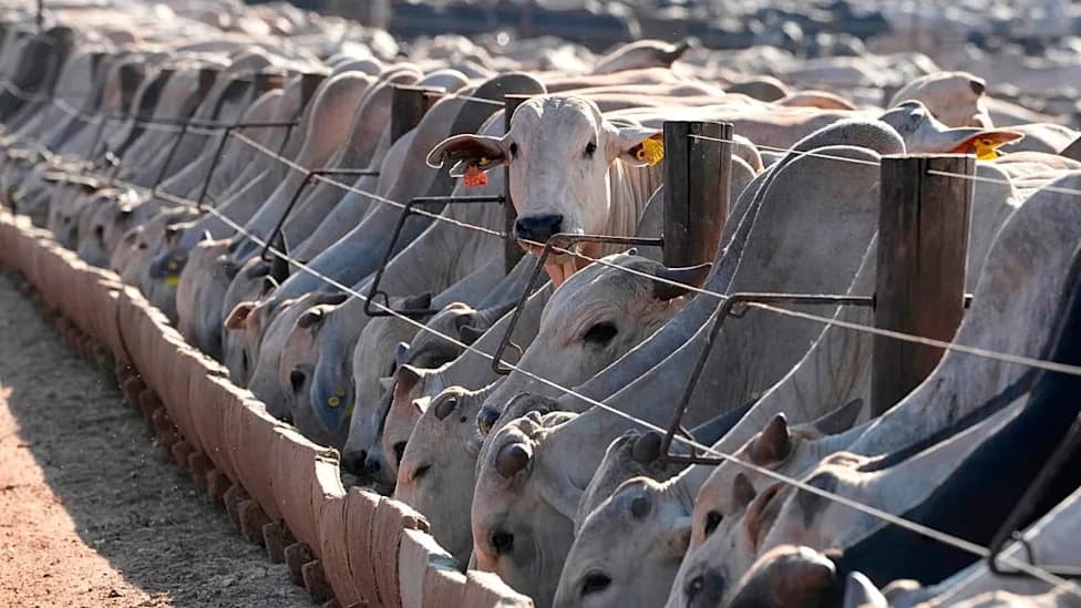 EU Suspends Brazilian Meat Imports Over Antibiotic Concerns, Deepening Mercosur Trade Tensions