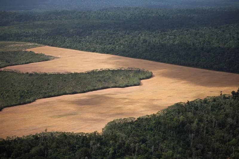 UK Announces £400M Loan to Brazil-Led 'Tropical Forests Forever' Fund to Protect Tropical Forests