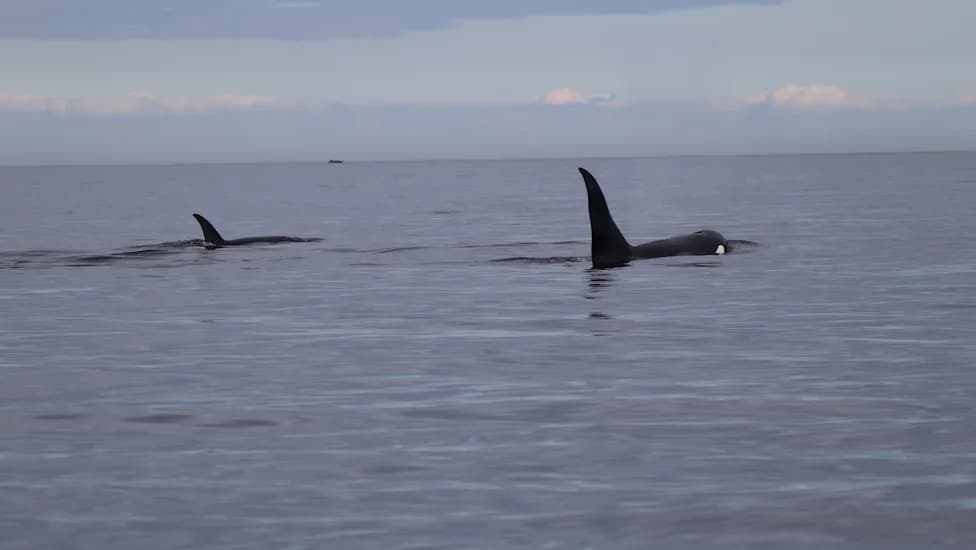 Bigg's Orcas Break July Record in Salish Sea — Southern Residents Absent from Inland Waters
