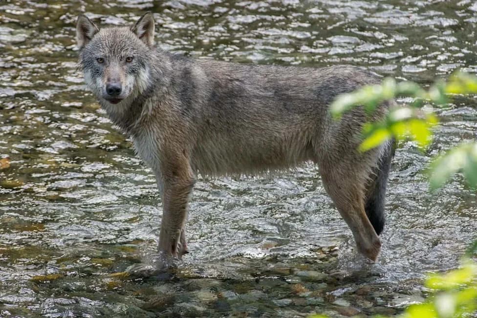 Alaska Wolves Hunt Sea Otters: Scientists Race To Understand Land-Sea Predation