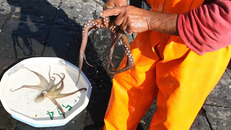 Italy Releases 80,000 Hatchery Octopuses in Bid to Curb Blue Crab Invasion