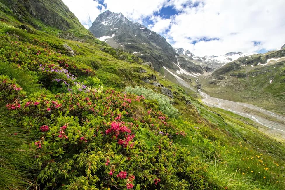 Why Mountains Are Growing Greener — Even as Alpine Specialists Vanish