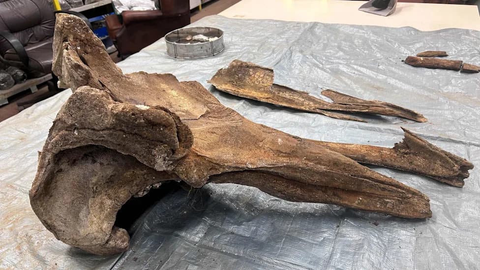 10-Year-Old Uncovers Buried Whale Skull in Islandmagee — Could Bronze Age People Have Processed It?