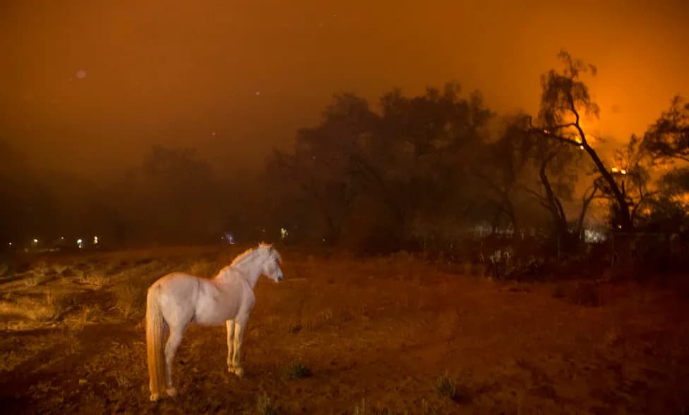 Wildfire Smoke Threatens Pets, Livestock and Wildlife — Not Just Humans