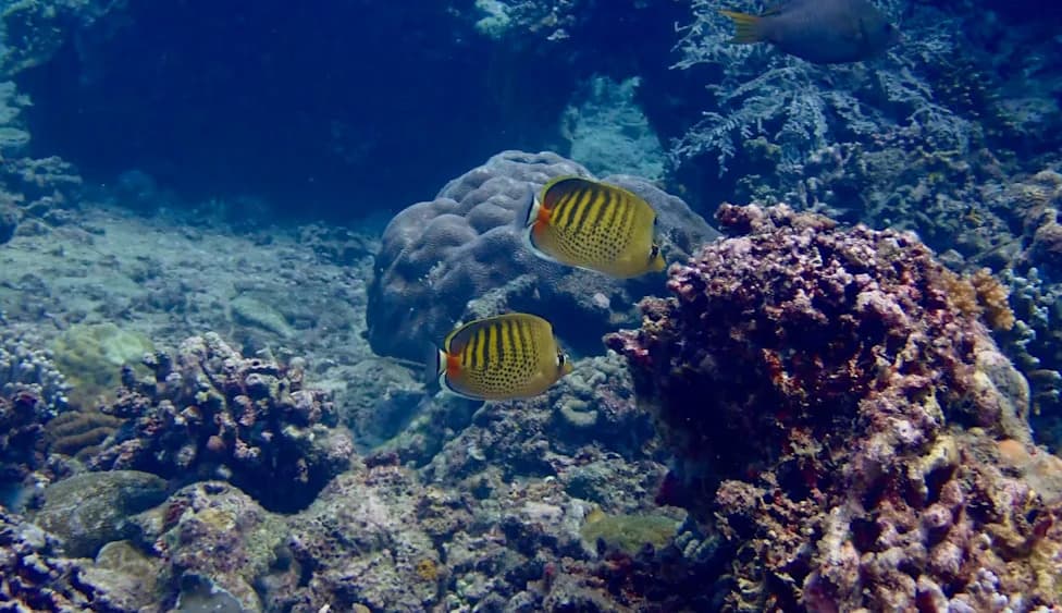 76% Of Indo‑Pacific Reefs Could 'Drown' If Sea Levels Rise Too Fast, Study Warns