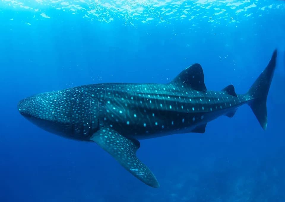 Two Whale Sharks Spotted Off New York Coast During Brooklyn Cruise
