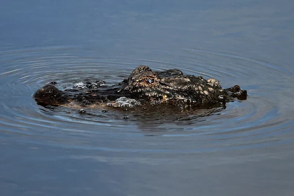 Louisiana Expands Recreational Alligator Hunt — Up To 10,000 Gators Targeted