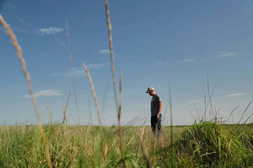 Perennial Grains Like Kernza Offer Farmers Climate Resilience — But Yield, Harvesting and Markets Remain Hurdles