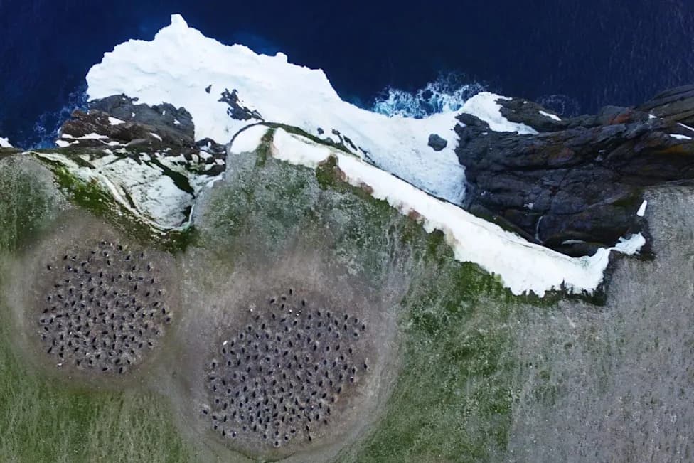 Penguin Guano From Space Reveals How Antarctic Warming Is Changing Diets and Threatening Colonies