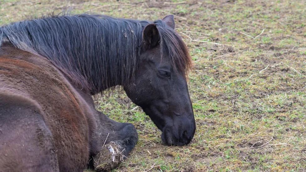 Deadly Equine Grass Sickness Outbreak Hits Galloway — Horse Owners Urged To Be Vigilant