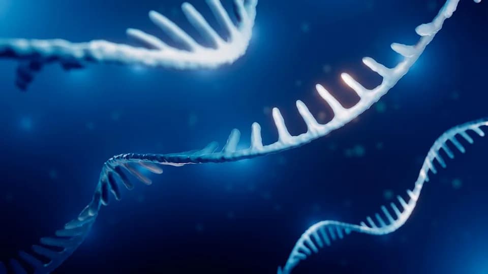Molecular Aging Is Personal: Genes and Metabolites Follow Individual Trajectories